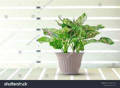 Aglaonema Lady Valentin Aglaonema Rotundum Pink Stock Photo 2239631171 | Shutterstock
