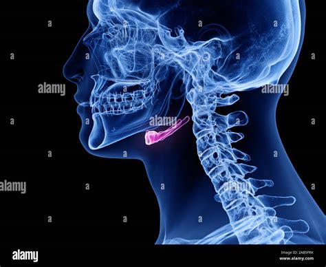Hyoid bone hi-res stock photography and images - Alamy