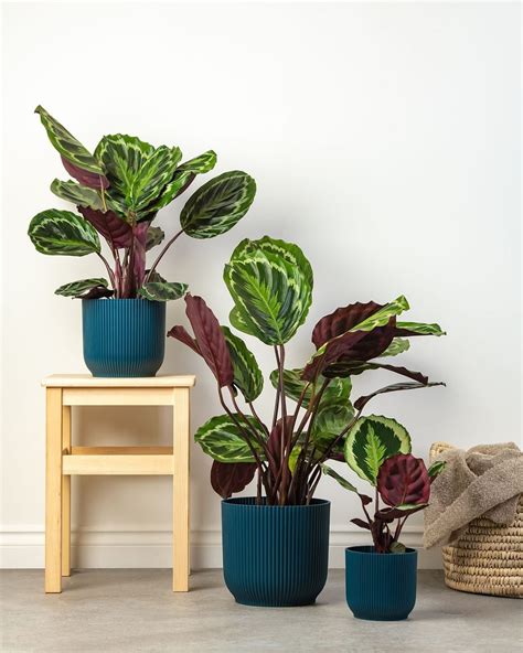 Calathea Medallion Care + Growing Tips | Plantcarefully