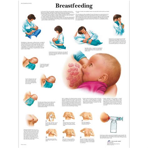 Basic Breastfeeding Guidelines at Kaitlyn Fitzhardinge blog