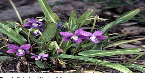 Image result for Viola–Jones object detection framework Viola-Jones Algorithm