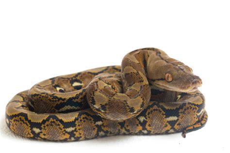 Image result for National Geographic Python