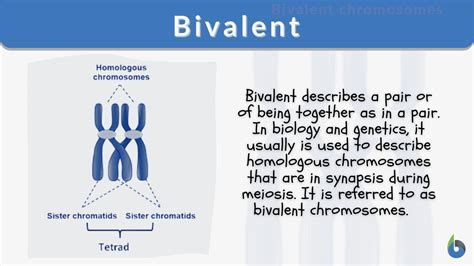 Homologous Chromosomes And Sister Chromatids