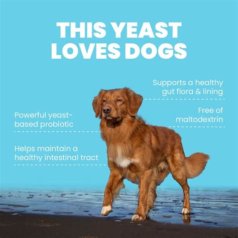 Can Probiotics Help Yeast Infection In Dogs