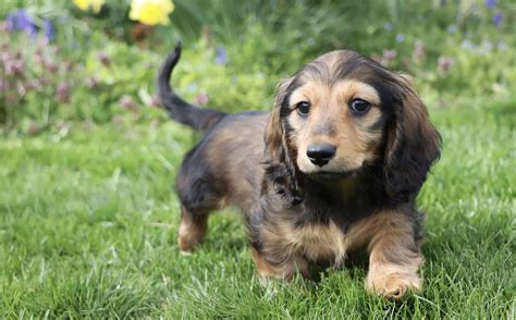 Mini Dachshund Size: Growth Chart and Milestones - A-Z Animals