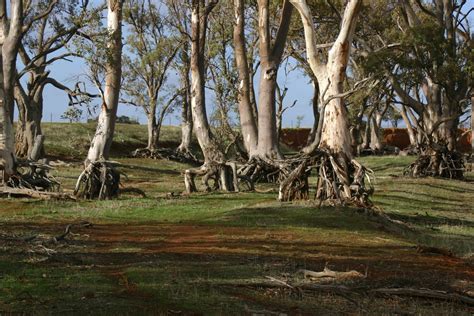 Image result for Alien Trees