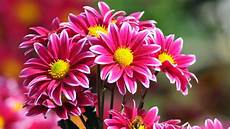 Beautiful Flower Picture by Beautiful Flowers Wallpapers Pictures Images Beautiful Flower Picture