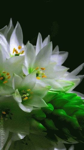 Blooming Flower GIF - Blooming Flower Nature - Discover & Share GIFs