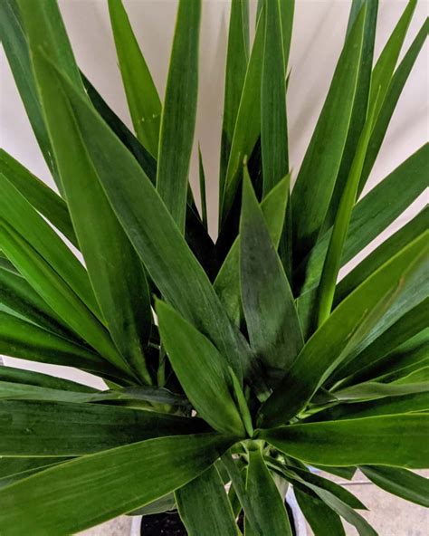 Yucca Cane: Plant Care & Propagation | Plantcarefully
