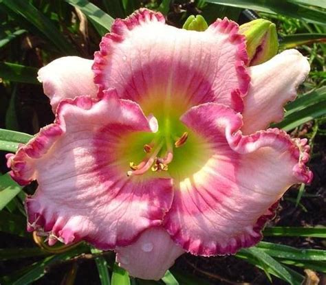 Siddhi Vinayak Gallery® Daylily Pink flower bulbs|Planting Bulb for ...