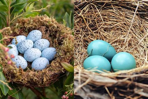 Robins Eggs