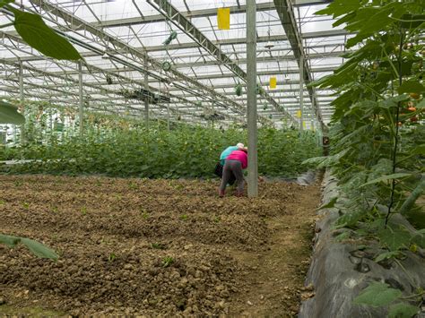 花草种植图片-正在种植花草的女人素材-高清图片-摄影照片-寻图免费打包下载