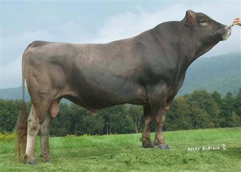 Brown Swiss Bull