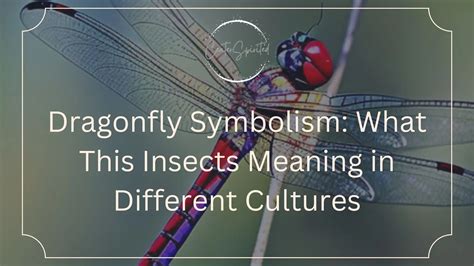 Dragonfly Symbolism And Meaning in Different Cultures