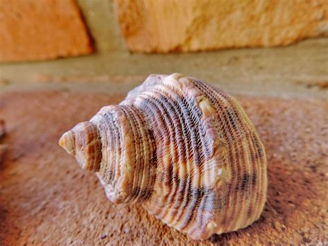 Free picture: colorful, detail, seashell, conch, shell, mollusk, nature ...
