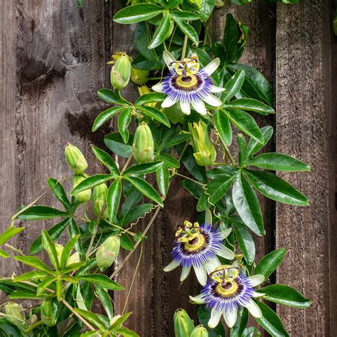 Deer-resistant Fruit Trees for Sale | FastGrowingTrees.com