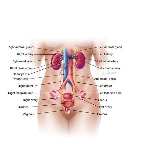 Urinary Bladder Urinary Tract Large Cell Neuroendocrine Carcinoma: