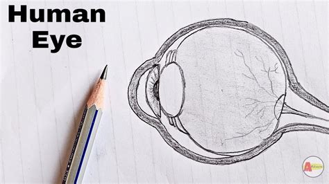Image result for Drawing Human Eye Tutorial