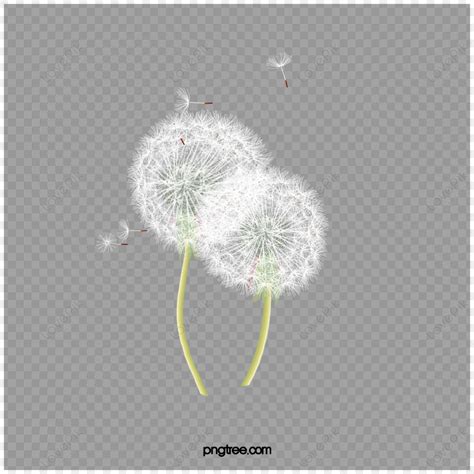 Dandelion,carried,plant,carry PNG Picture And Clipart Image For Free ...