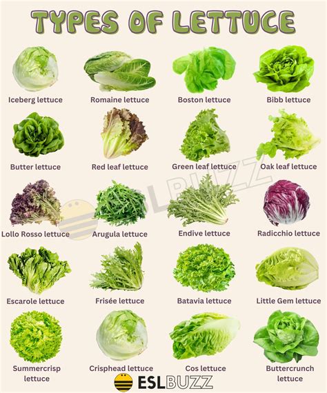 Lettuce Varieties List
