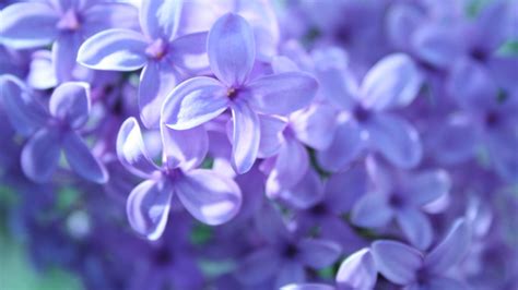 [200+] Purple Flowers Wallpapers | Wallpapers.com