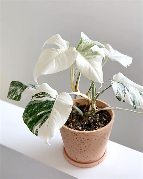 Care of plants – Artofit