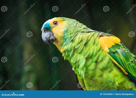 Single Blue-Fronted Amazon Parrot (Amazona Aestiva) Stock Image - Image ...