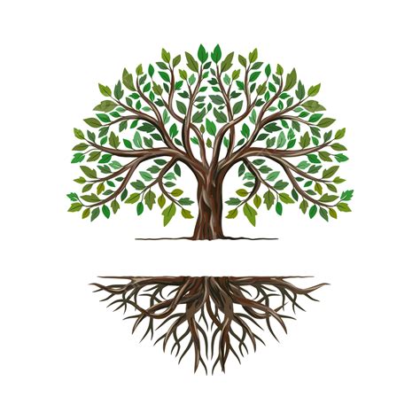 Oak tree with the gap between and root to fill in writing oak tree roots logo png and vector ...
