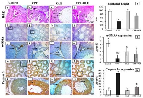 Olive Leaf Extract Attenuates Chlorpyrifos-Induced Neuro- and ...