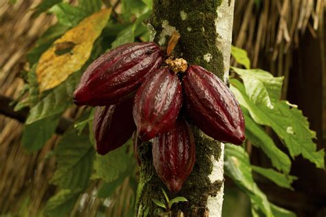 Cocoa fruit growing from tree Chocolate Tree, Types Of Chocolate, How ...