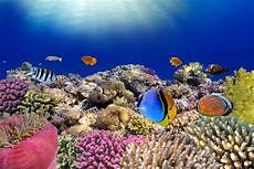ausmalbilder fische und korallen fliesenaufkleber bad k 252 che fliesensticker fische korallen ausmalbilder fische und korallen fliesenaufkleber bad k 252 che fliesensticker fische korallen