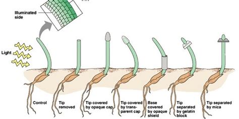 Experiment with Plant Growth Science Projects