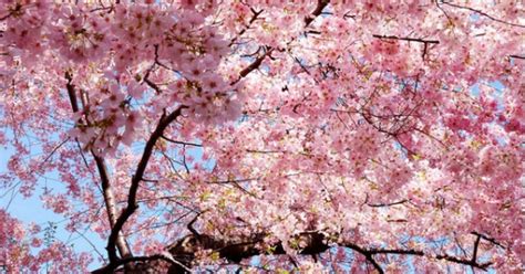 2020日本樱花季节是几月份_旅泊网