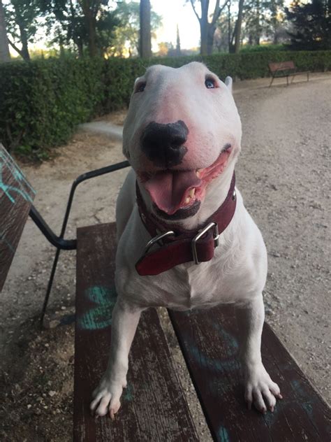 14 hilarious bull terrier memes of 2021 – Artofit