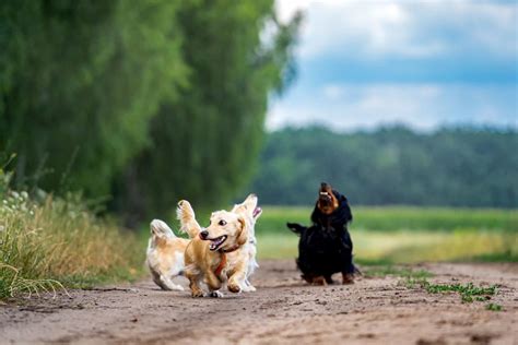Corgi Dachshund Mix Puppies