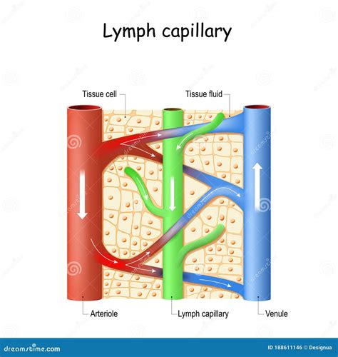 Lymph Capillary in Human Tissue. Blood Vessel: Venule and Arteriole Stock Vector - Illustration ...