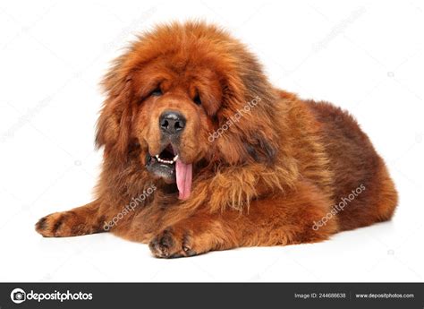 White Tibetan Mastiff