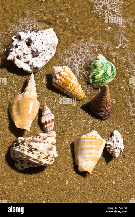 Image result for Finding Tropical Shells