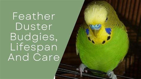 Feather Duster Budgies, Lifespan And Care