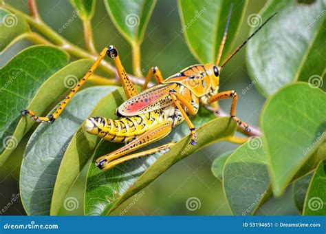 Eastern Lubber Grasshopper stock image. Image of fern - 53194651