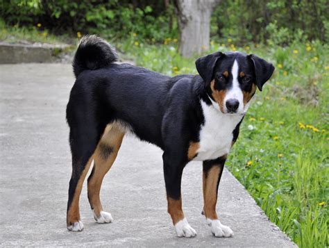 Entlebucher Sennenhund Rassebeschreibung Hundemagazin