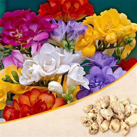 Buy Summer Sowing Flower Bulbs online from Nurserylive at lowest price.