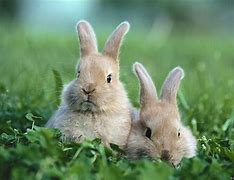 Image result for Adorable Baby Bunny Rabbits