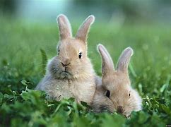 Image result for Spring Bunnies in Grass