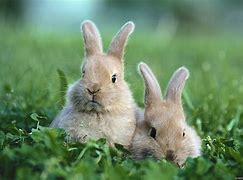 Image result for Cute Bunnies Drawing