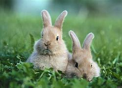 Image result for Cutest Bunny Alive