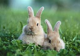 Image result for Baby Bunny Rabbits in Clothing