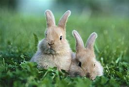 Image result for Cute Gray Bunnies