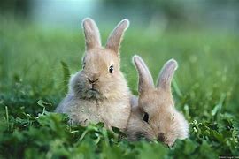 Image result for Baby Wild Bunies