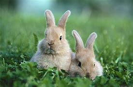 Image result for The Cutest Animal Bunnies